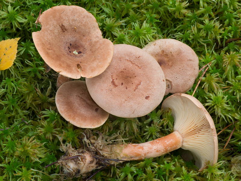 Lactarius helvus